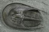 Detailed Scotoharpes Trilobite - Top Quality Specimen #289440-1
